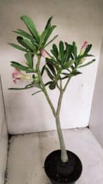 Planta Dobrada 3587 – 35cm – 03 anos - Imagem 7