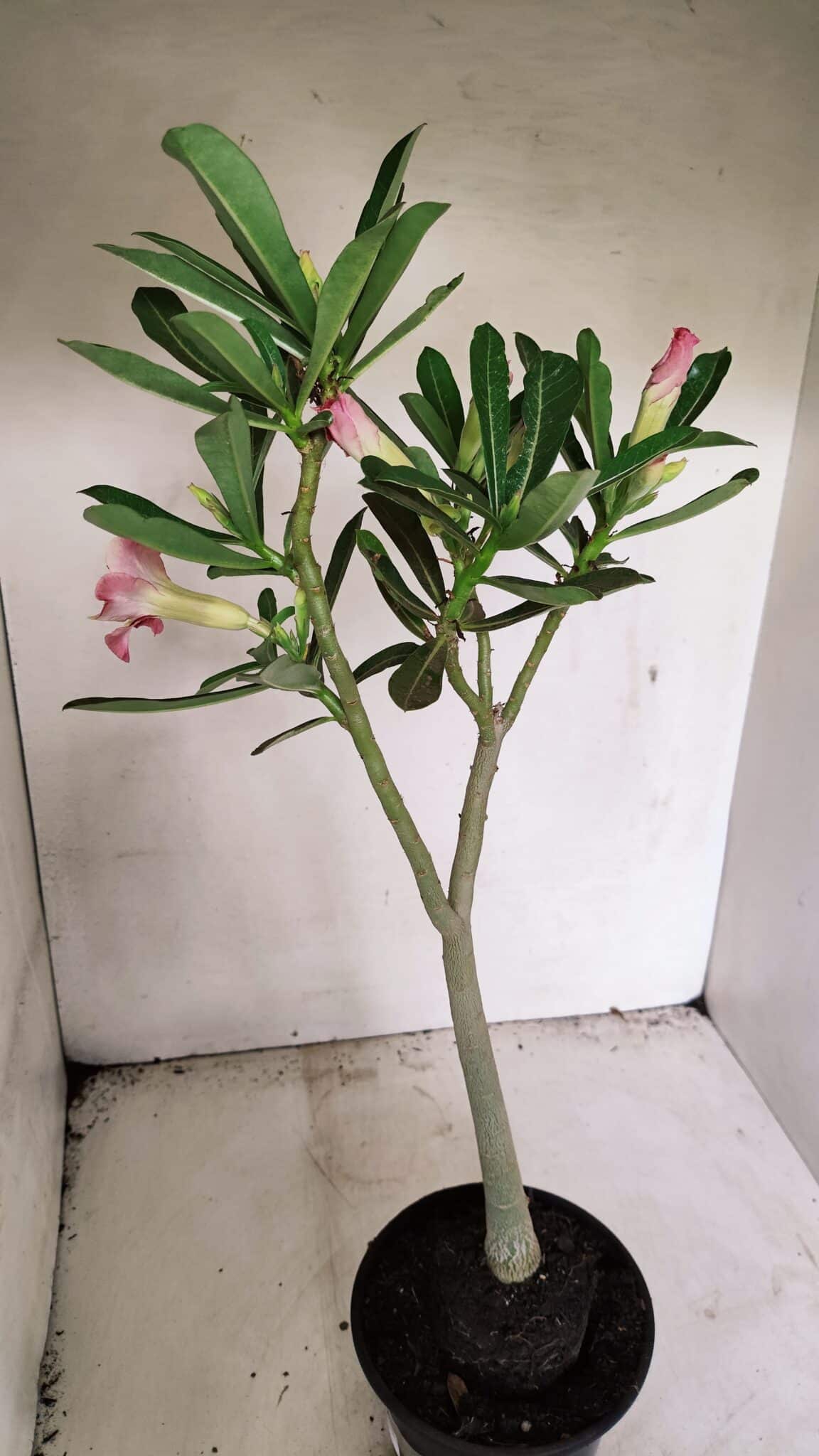 DOBRADA 3587 (6) Planta Dobrada 3587 – 35cm – 03 anos - Imagem 7