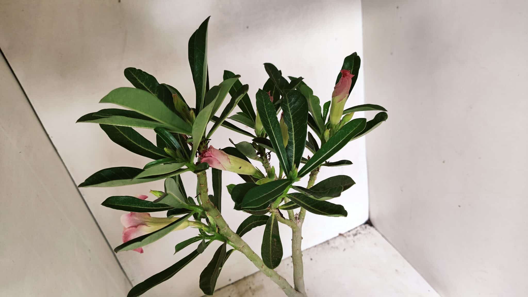 DOBRADA 3587 (7) Planta Dobrada 3587 – 35cm – 03 anos - Imagem 5