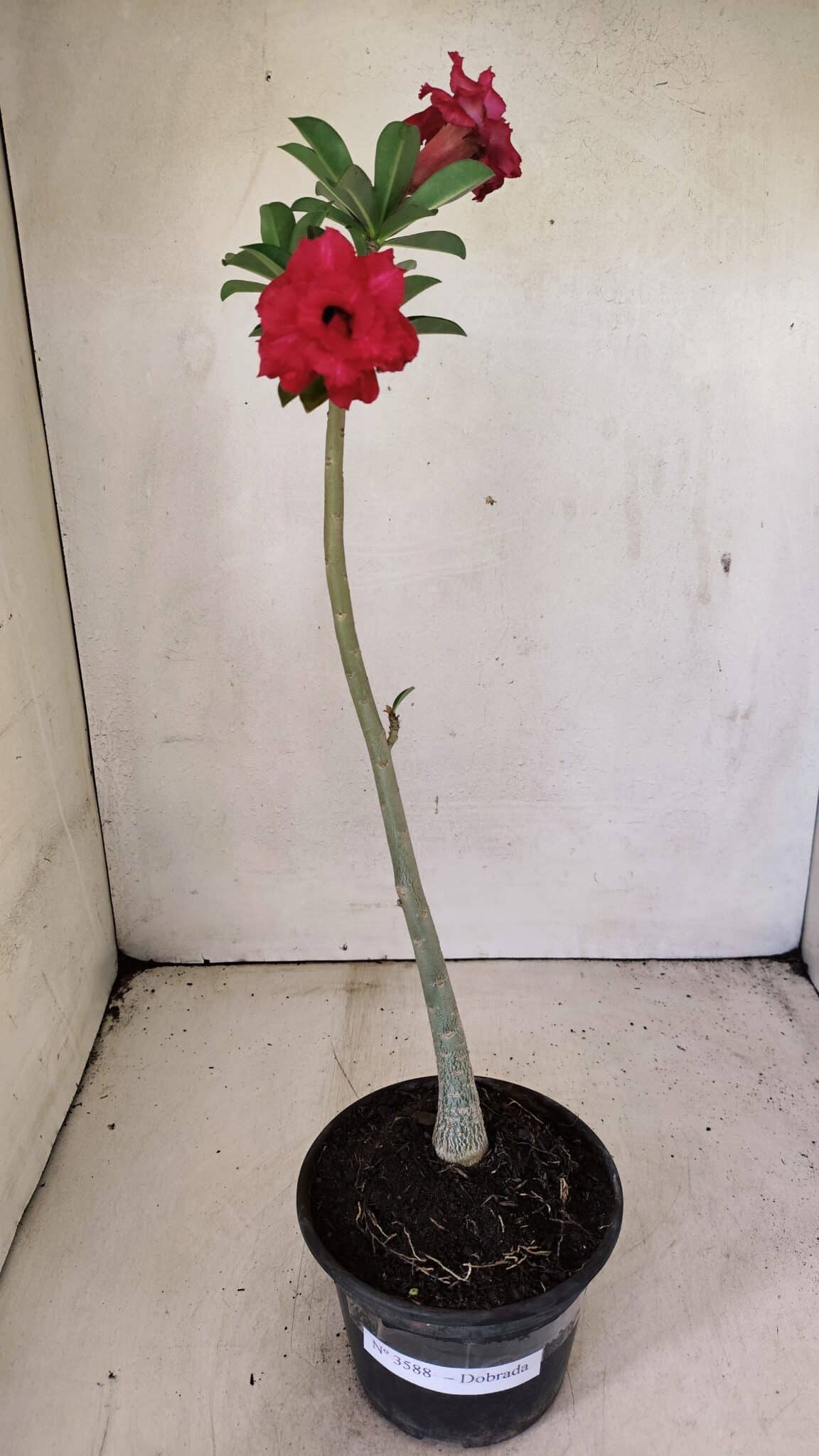 DOBRADA 3588 (1) Planta Dobrada 3588 – 30cm – 02 anos - Imagem 2