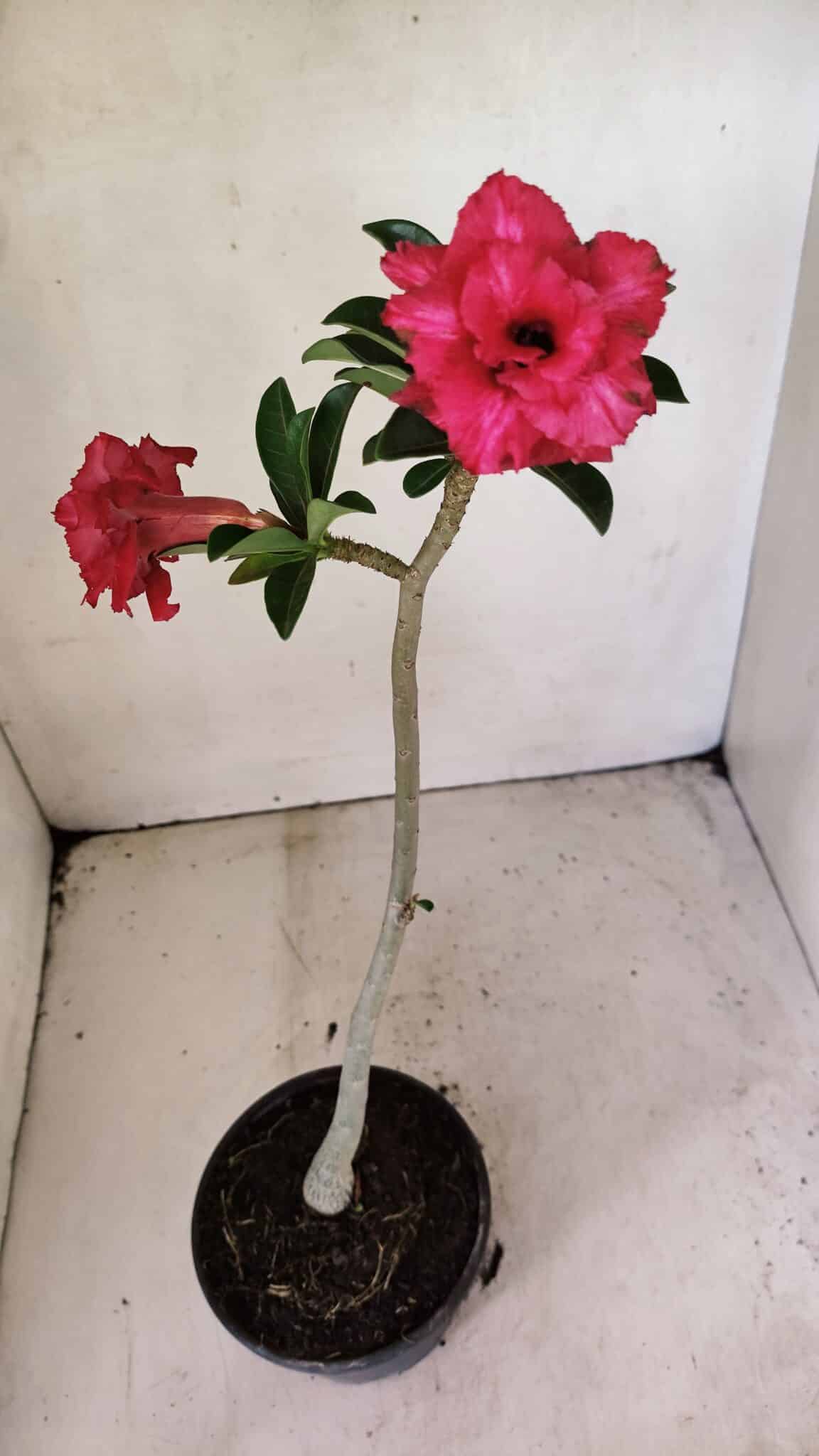 DOBRADA 3588 (2) Planta Dobrada 3588 – 30cm – 02 anos - Imagem 4