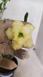 Planta Dobrada 3588 – 30cm – 03 anos