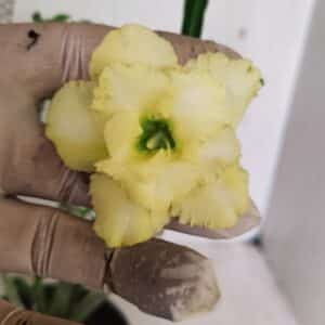 Planta Dobrada 3588 – 30cm – 03 anos