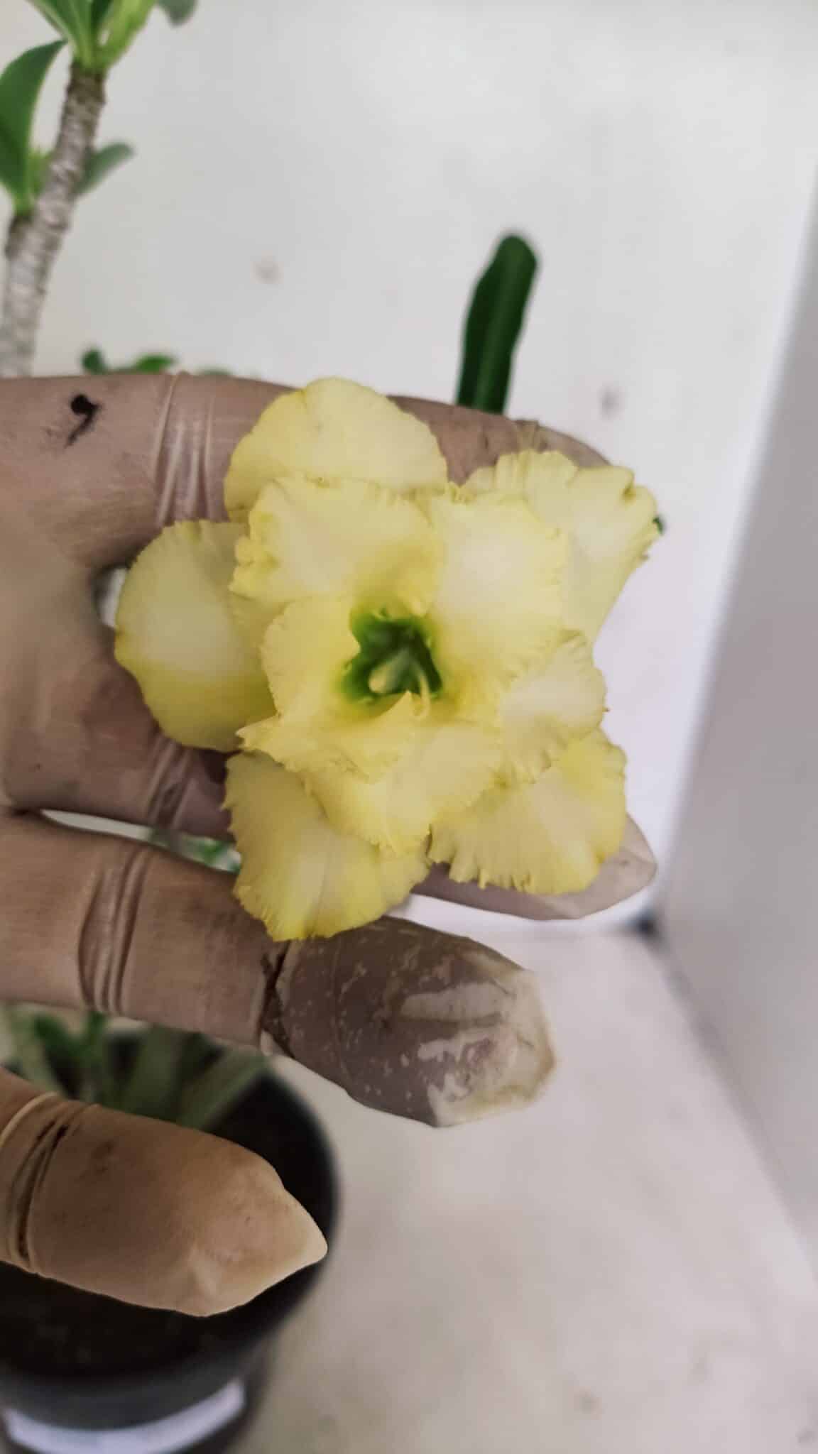 DOBRADA 3588 (3) Planta Dobrada 3588 – 30cm – 03 anos - Imagem 1