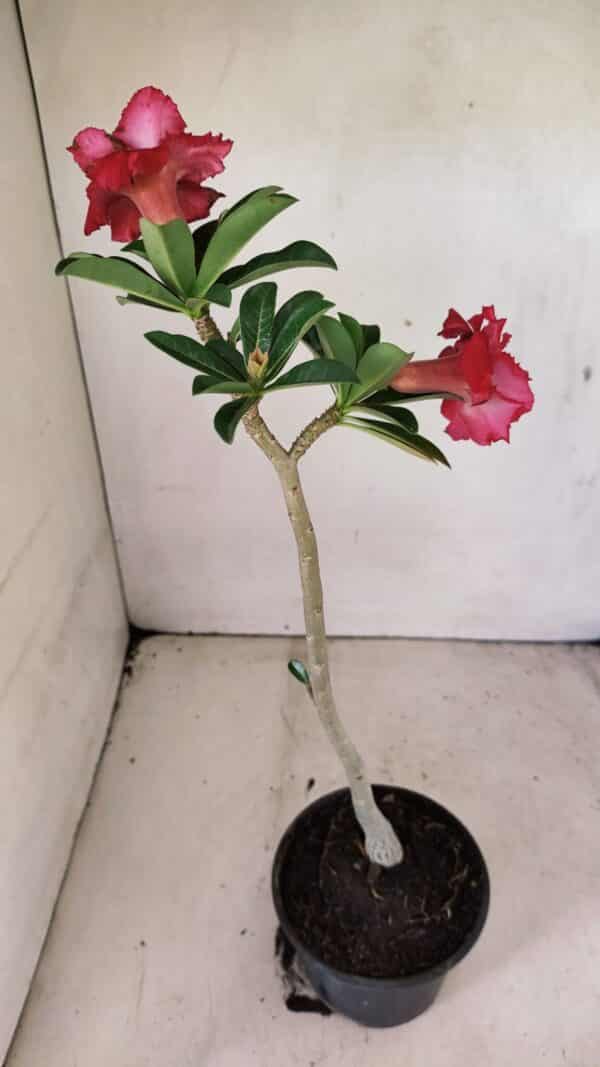 Planta Dobrada 3588 – 30cm – 02 anos - Imagem 6