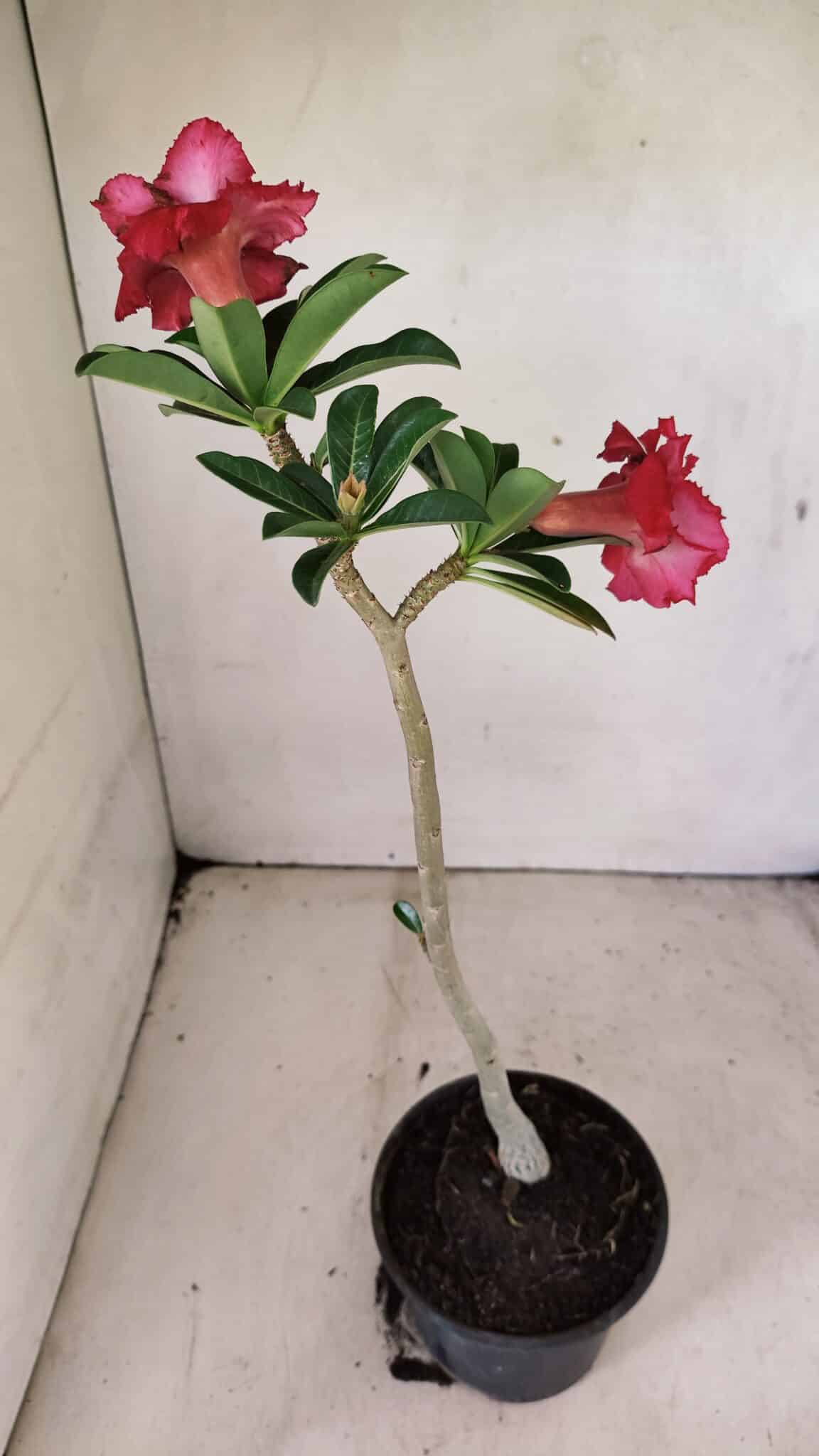 DOBRADA 3588 (3) Planta Dobrada 3588 – 30cm – 02 anos - Imagem 6