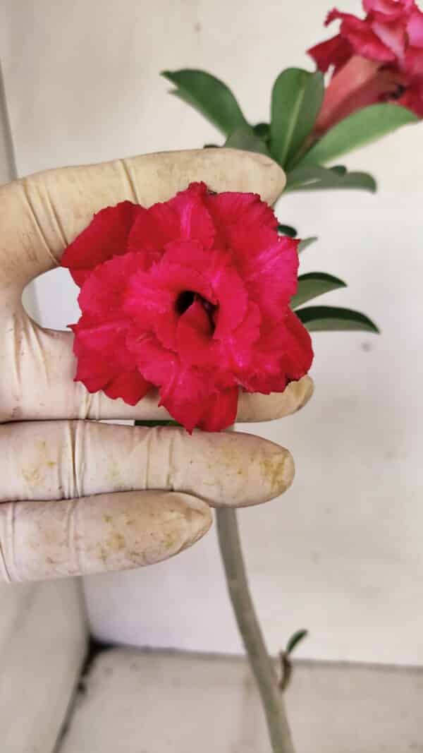 Planta Dobrada 3588 – 30cm – 02 anos - Imagem 1