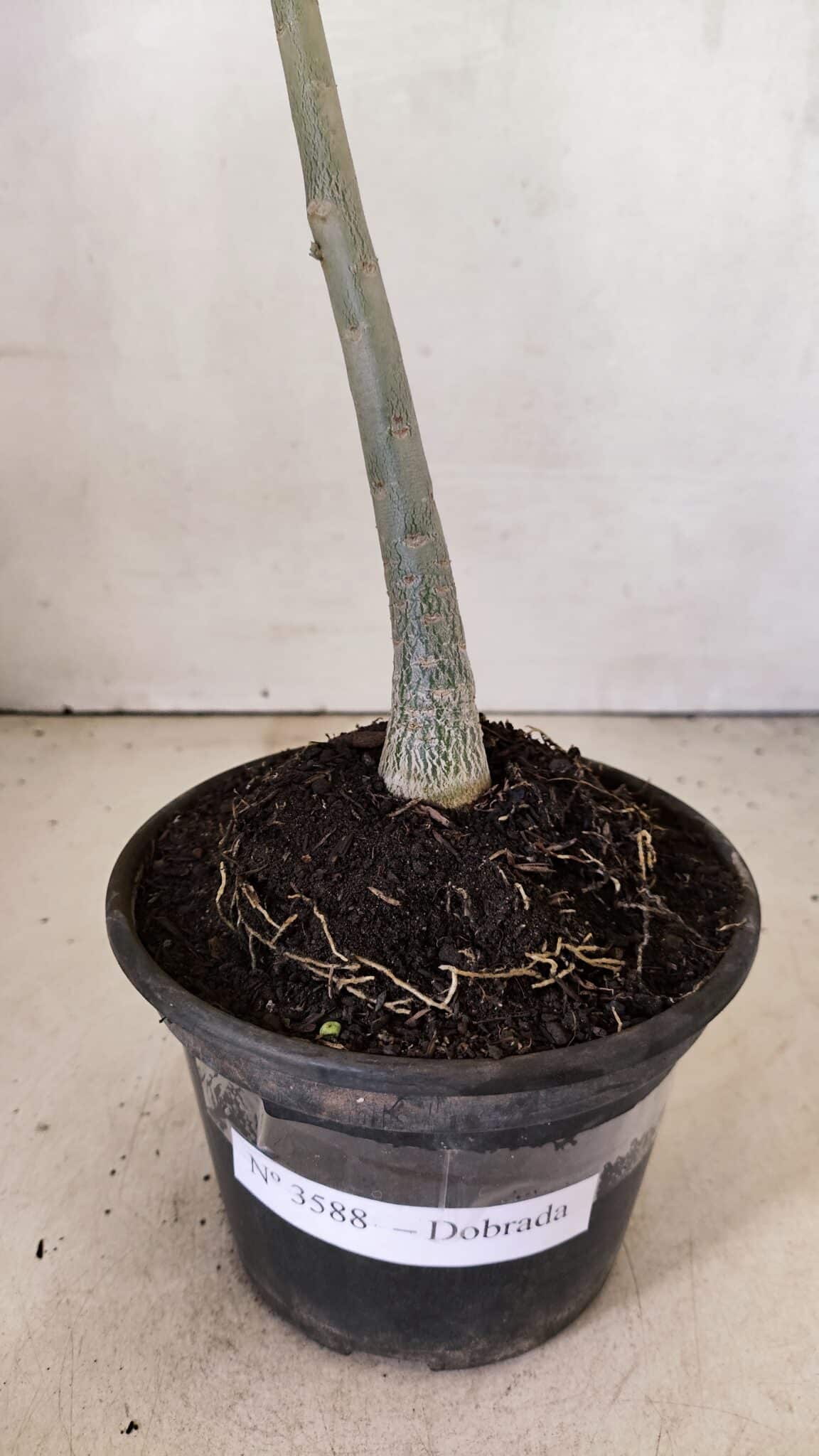 DOBRADA 3588 (5) Planta Dobrada 3588 – 30cm – 02 anos - Imagem 5