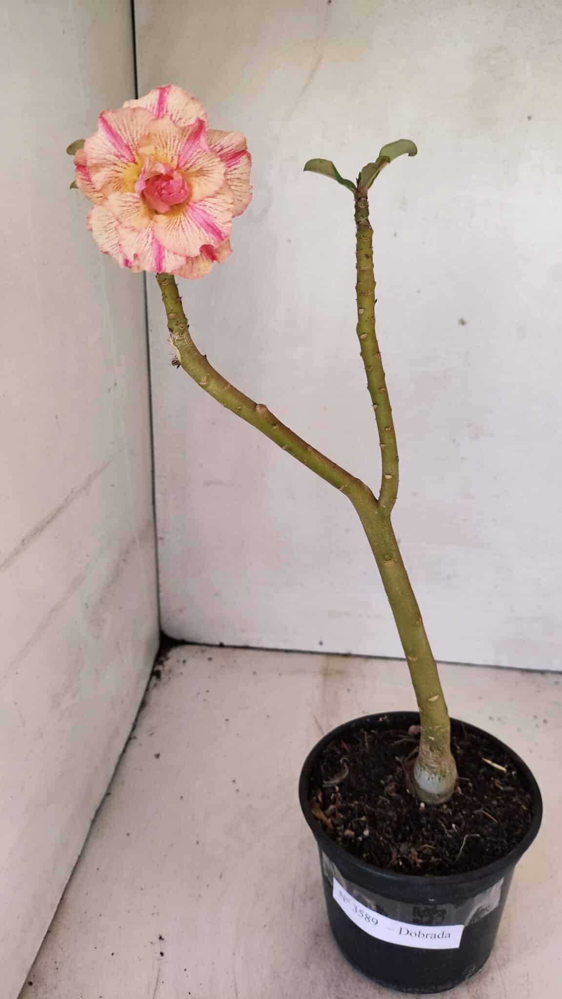 DOBRADA 3589 (1) Planta Dobrada 3589 – 30cm – 02 anos - Imagem 2