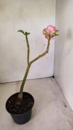 Planta Dobrada 3589 – 30cm – 02 anos - Imagem 5