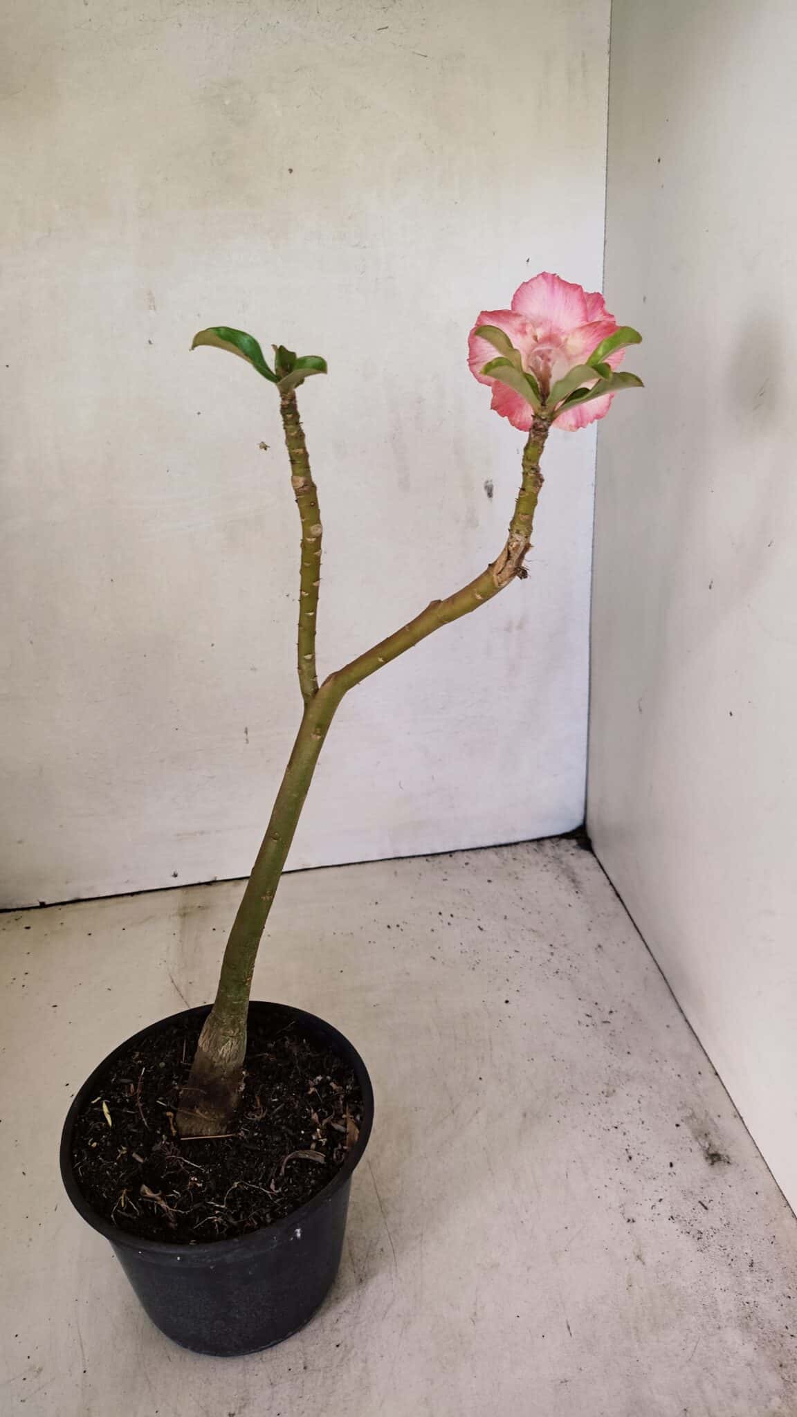 DOBRADA 3589 (3) Planta Dobrada 3589 – 30cm – 02 anos - Imagem 5