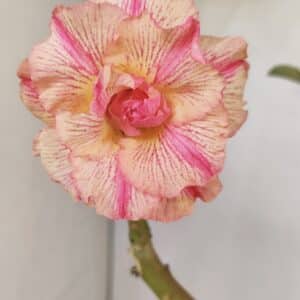 Planta Dobrada 3589 – 30cm – 02 anos