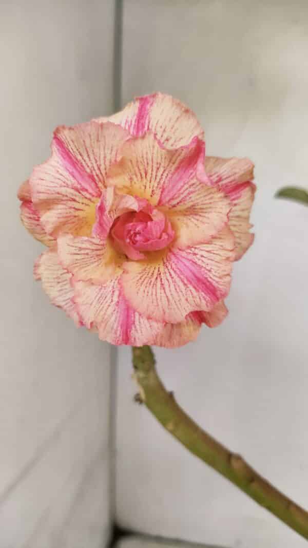 Planta Dobrada 3589 – 30cm – 02 anos - Imagem 1