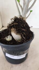 Planta Dobrada 3589 – 30cm – 03 anos - Imagem 5