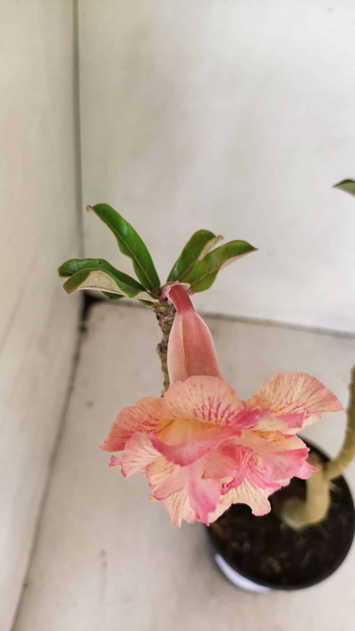 DOBRADA 3589 (5) Planta Dobrada 3589 – 30cm – 02 anos - Imagem 4