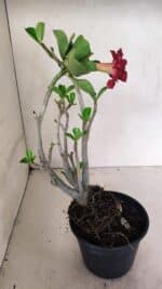 Planta Dobrada 3589 – 30cm – 03 anos - Imagem 7