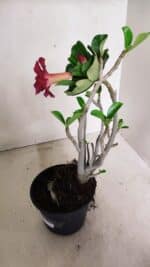 Planta Dobrada 3589 – 30cm – 03 anos - Imagem 6