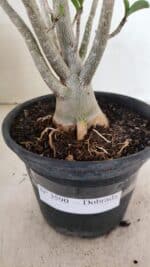 Planta Dobrada 3590 – 30cm – 03 anos - Imagem 8