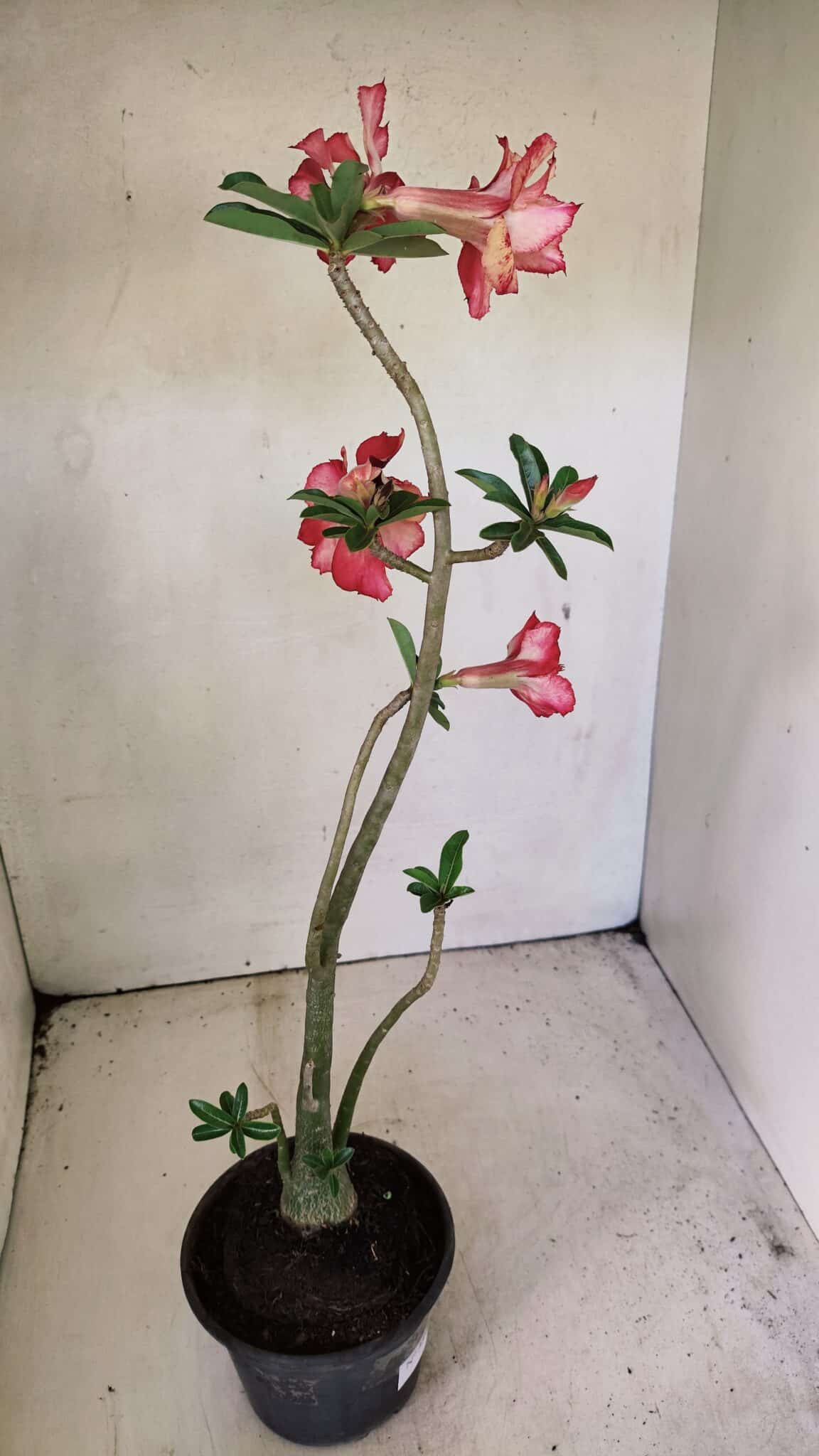 DOBRADA 3590 (2) Planta Dobrada 3590 – 35cm – 03 anos - Imagem 6