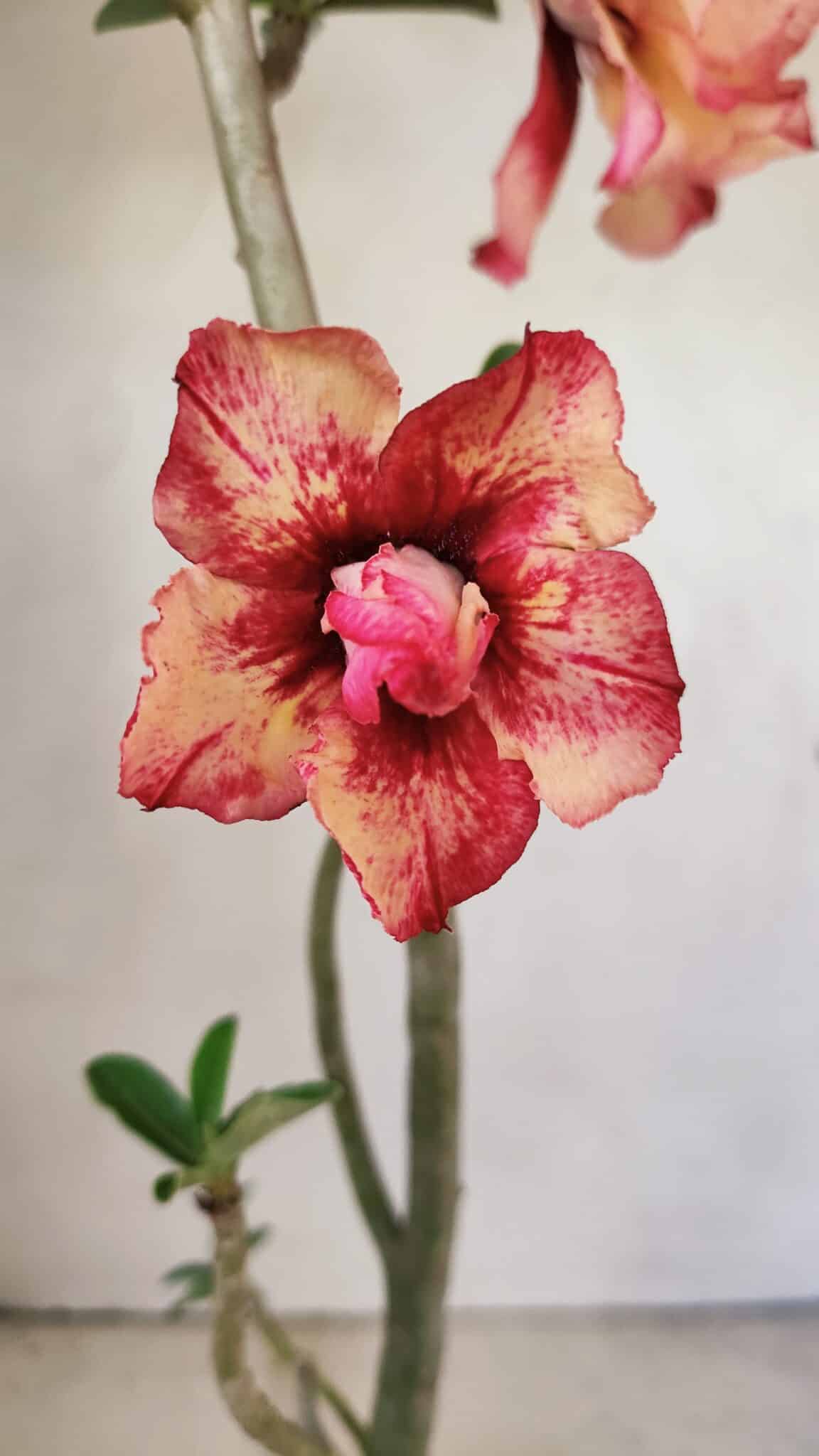 DOBRADA 3590 (3) Planta Dobrada 3590 – 35cm – 03 anos - Imagem 1
