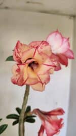 Planta Dobrada 3590 – 35cm – 03 anos - Imagem 4