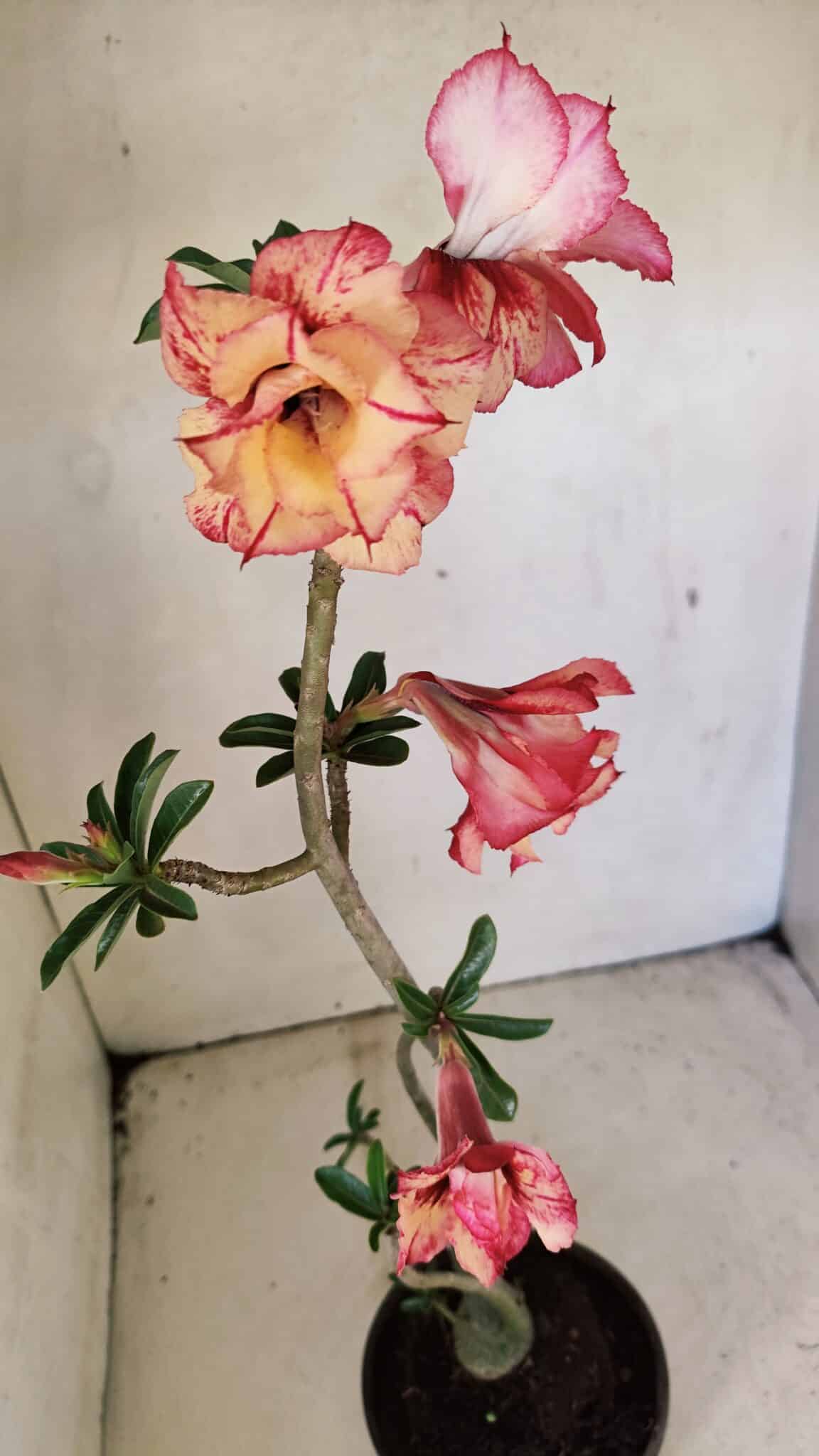DOBRADA 3590 (5) Planta Dobrada 3590 – 35cm – 03 anos - Imagem 5