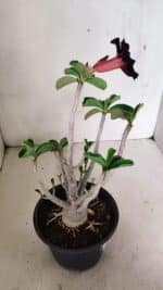 Planta Dobrada 3590 – 30cm – 03 anos - Imagem 6