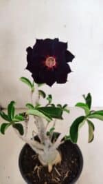 Planta Dobrada 3590 – 30cm – 03 anos