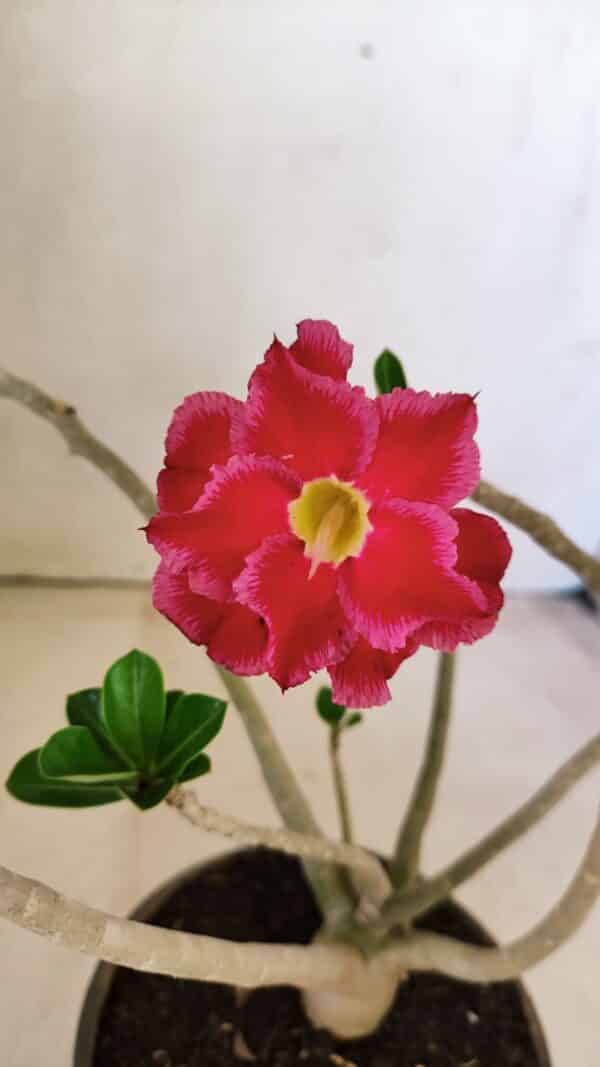 Planta Dobrada 3591 – 30cm – 02 anos - Imagem 1