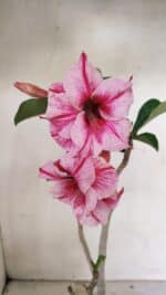 Planta Dobrada 3591 – 35cm – 03 anos