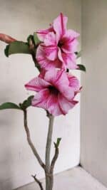 Planta Dobrada 3591 – 35cm – 03 anos - Imagem 4