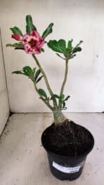 Planta Dobrada 3592 – 30cm – 02 anos - Imagem 2