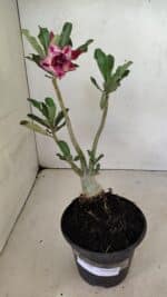 Planta Dobrada 3592 – 30cm – 02 anos - Imagem 2