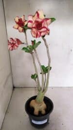 Planta Dobrada 3592 – 40cm – 03 anos - Imagem 2