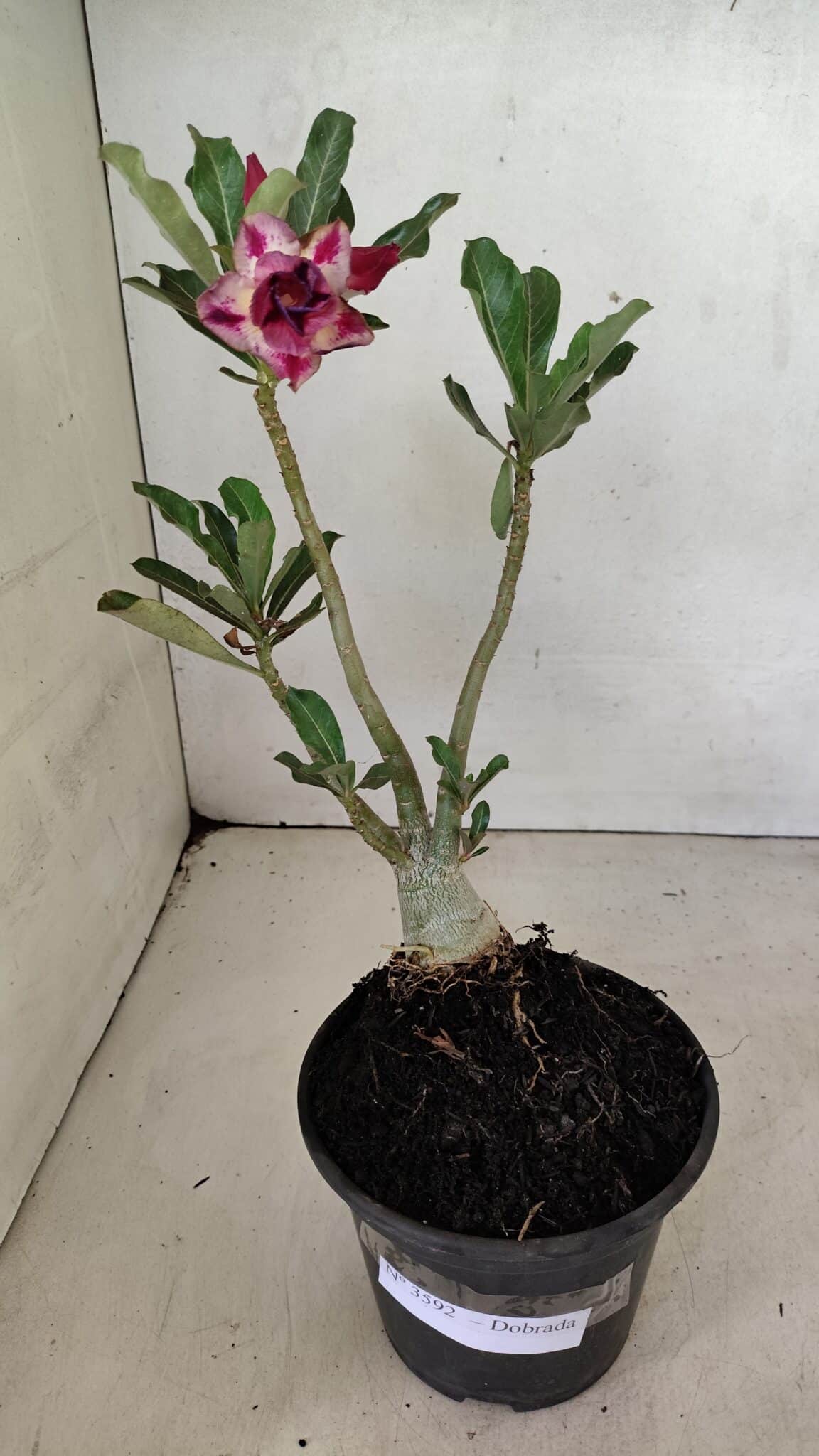 DOBRADA 3592 (1) Planta Dobrada 3592 – 30cm – 02 anos - Imagem 2