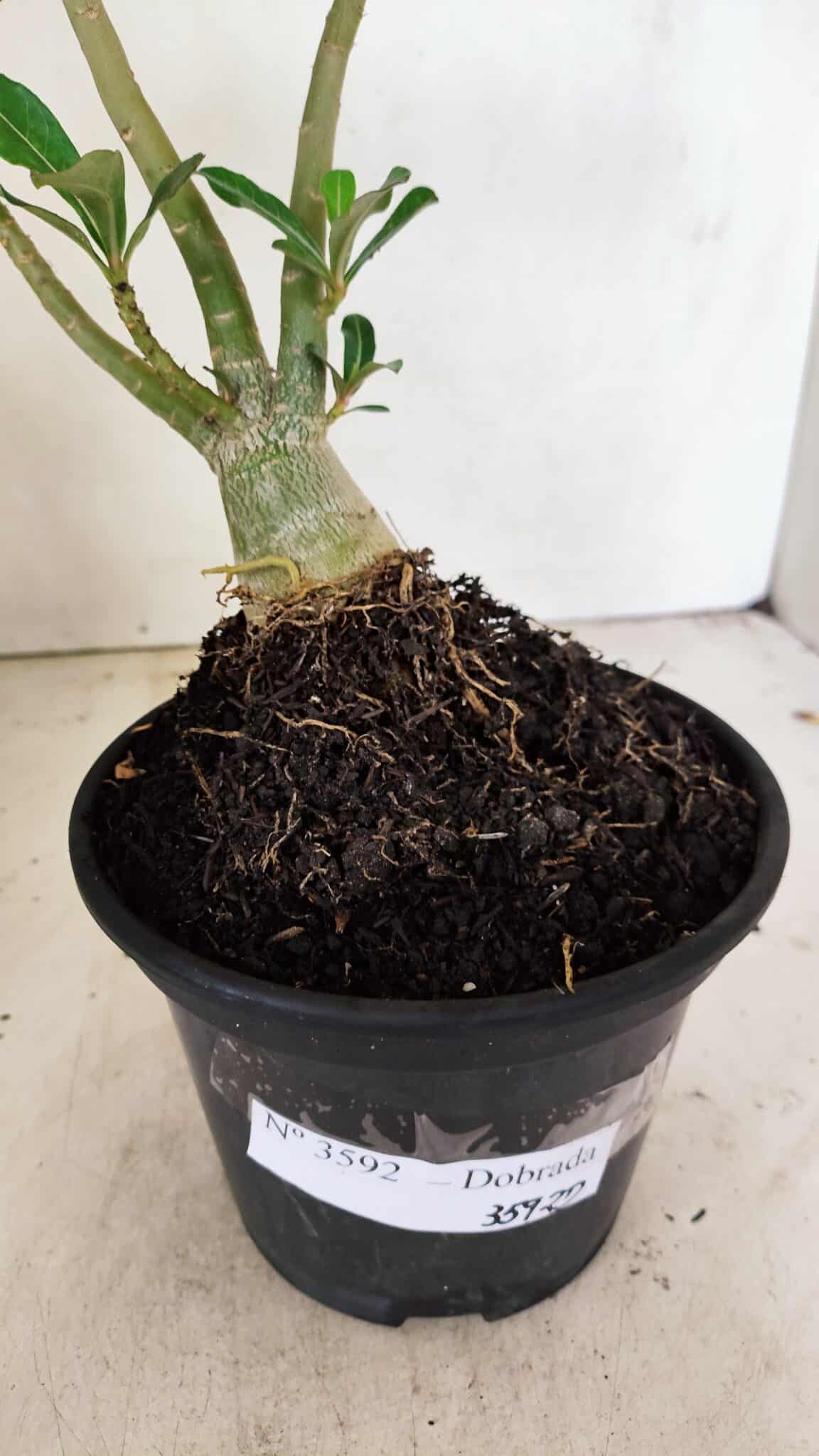 DOBRADA 3592 (2) Planta Dobrada 3592 – 30cm – 02 anos - Imagem 7