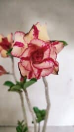 Planta Dobrada 3592 – 40cm – 03 anos