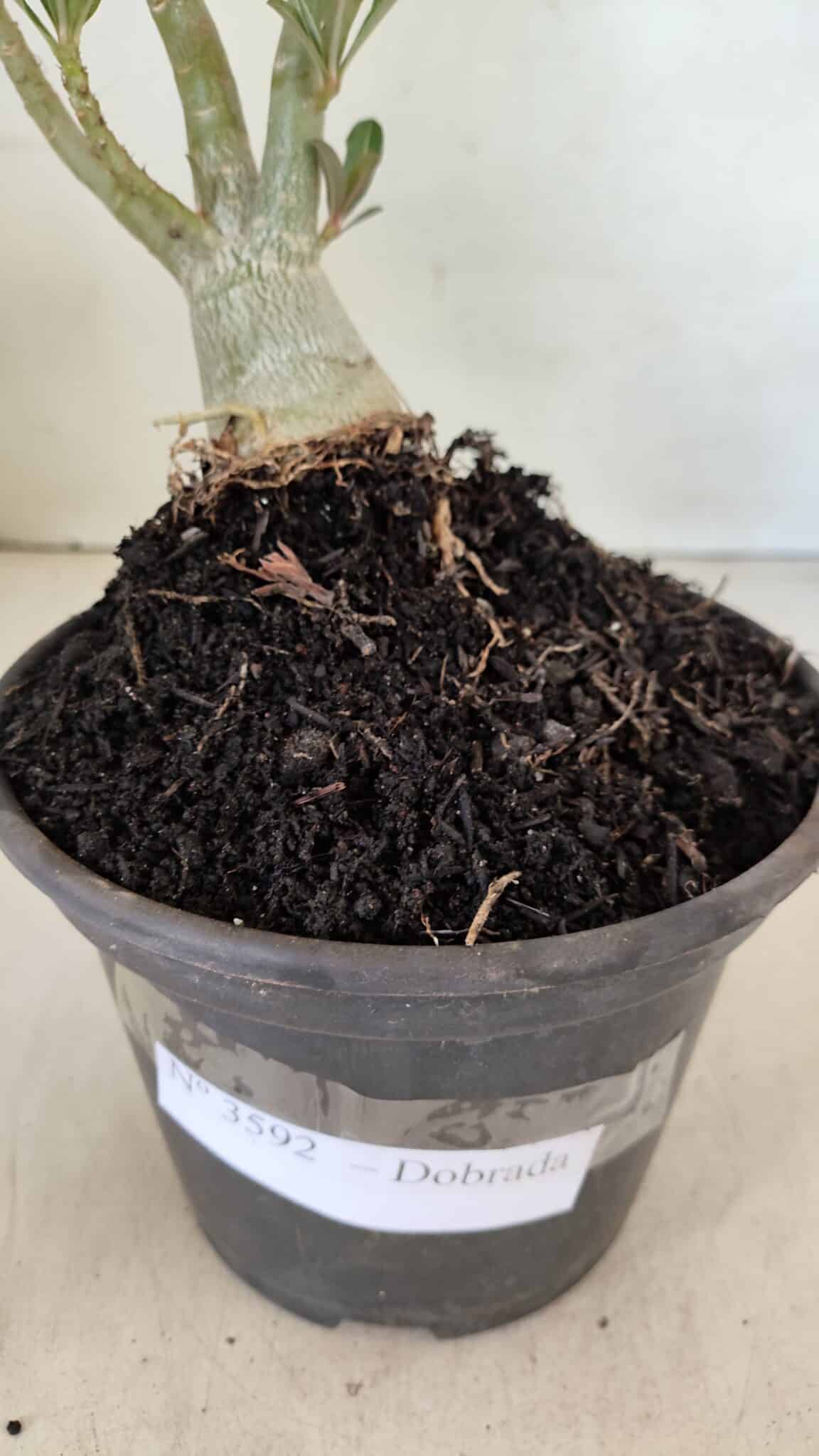 DOBRADA 3592 (2) Planta Dobrada 3592 – 30cm – 02 anos - Imagem 7