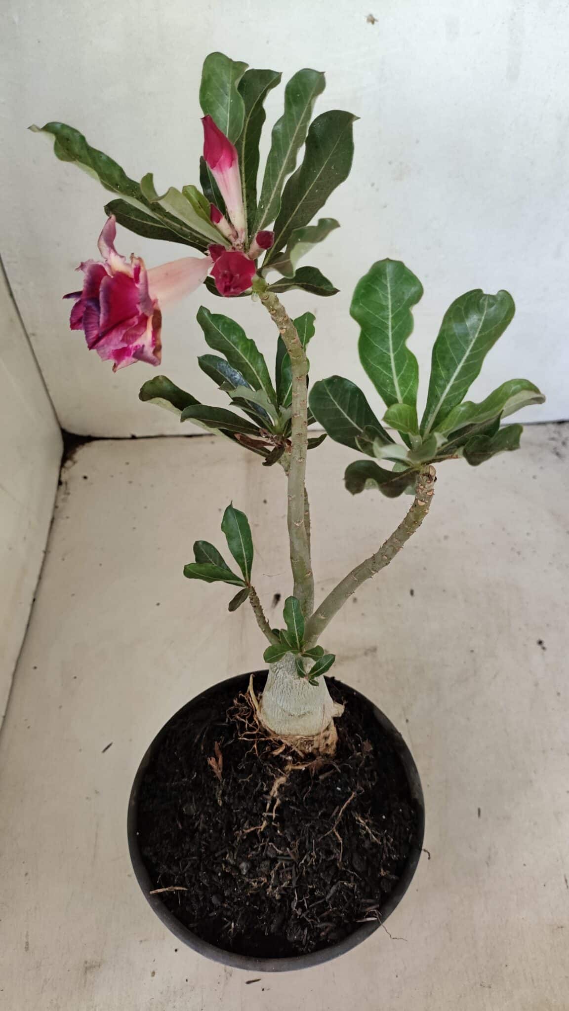 DOBRADA 3592 (3) Planta Dobrada 3592 – 30cm – 02 anos - Imagem 5