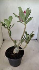 Planta Dobrada 3592 – 30cm – 02 anos - Imagem 6