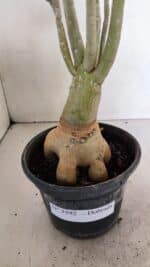 Planta Dobrada 3592 – 40cm – 03 anos - Imagem 8