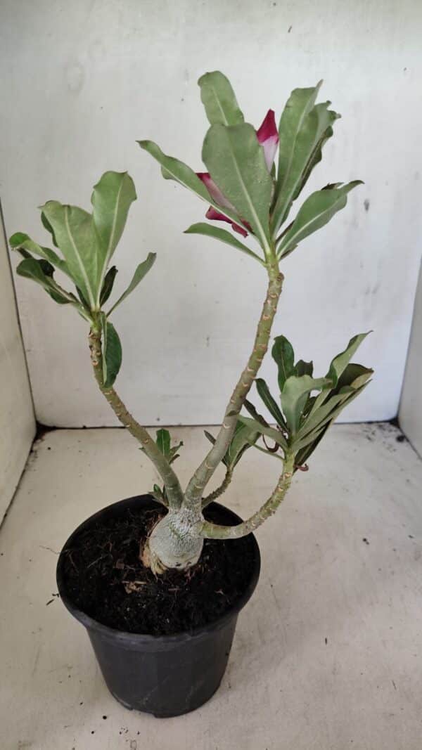 Planta Dobrada 3592 – 30cm – 02 anos - Imagem 6