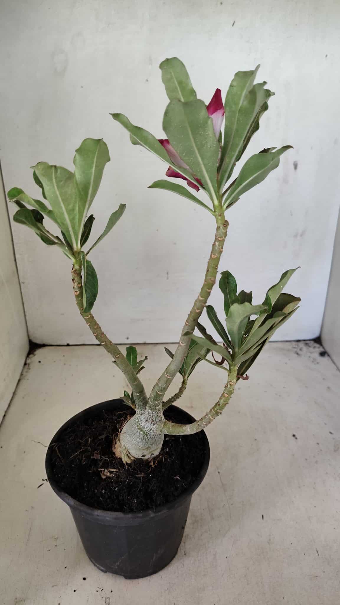 DOBRADA 3592 (4) Planta Dobrada 3592 – 30cm – 02 anos - Imagem 6