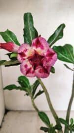 Planta Dobrada 3592 – 30cm – 02 anos