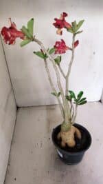 Planta Dobrada 3592 – 40cm – 03 anos - Imagem 7