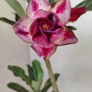 Planta Dobrada 3592 – 30cm – 02 anos