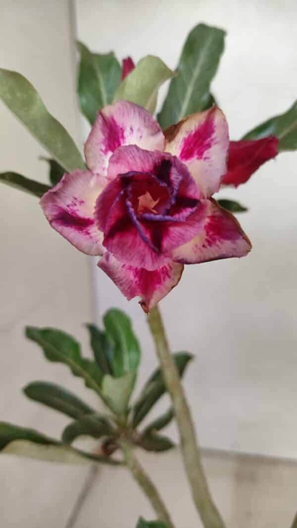 Planta Dobrada 3592 – 30cm – 02 anos - Imagem 1