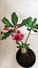 Planta Dobrada 3592 – 30cm – 02 anos - Imagem 4