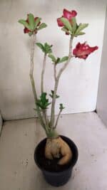 Planta Dobrada 3592 – 40cm – 03 anos - Imagem 6