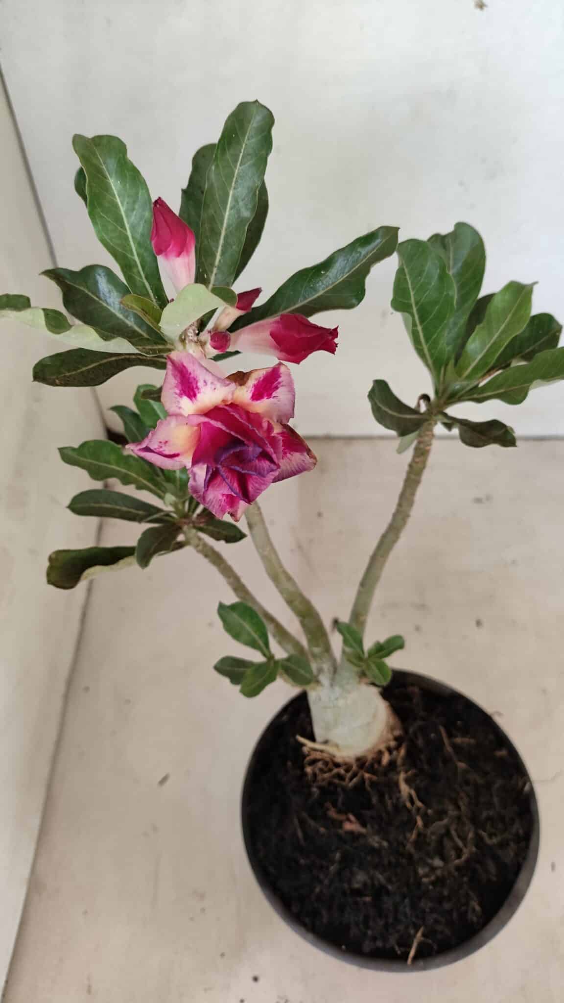 DOBRADA 3592 (6) Planta Dobrada 3592 – 30cm – 02 anos - Imagem 4